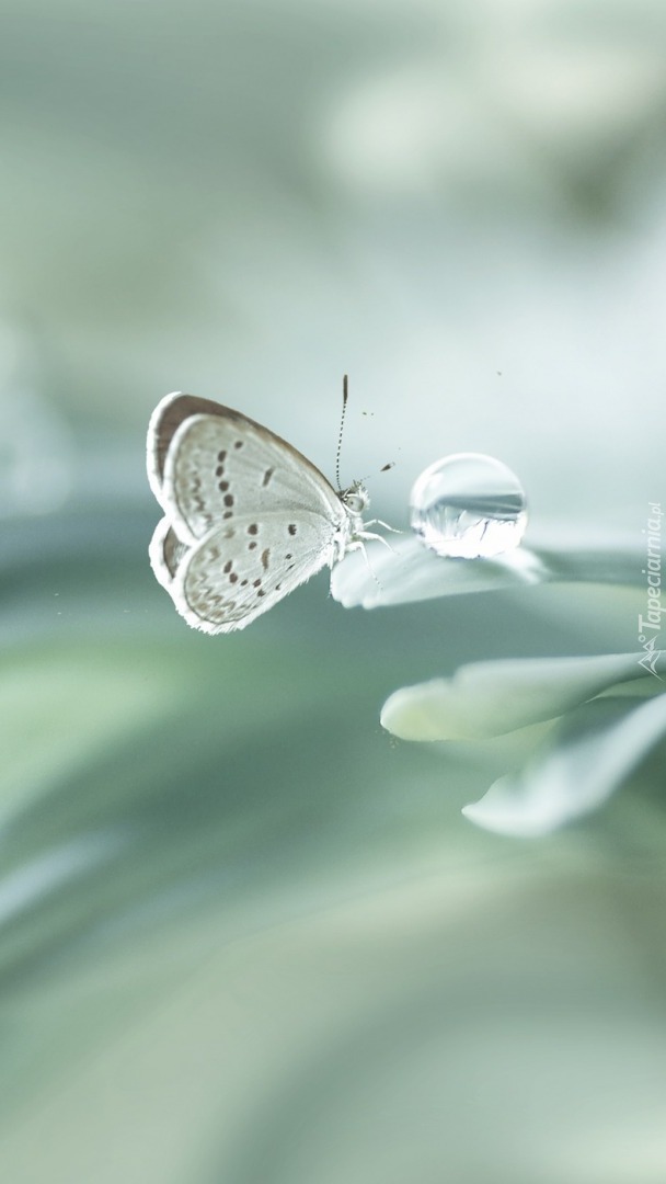 Motyl modraszek pijący na płatku kwiatka