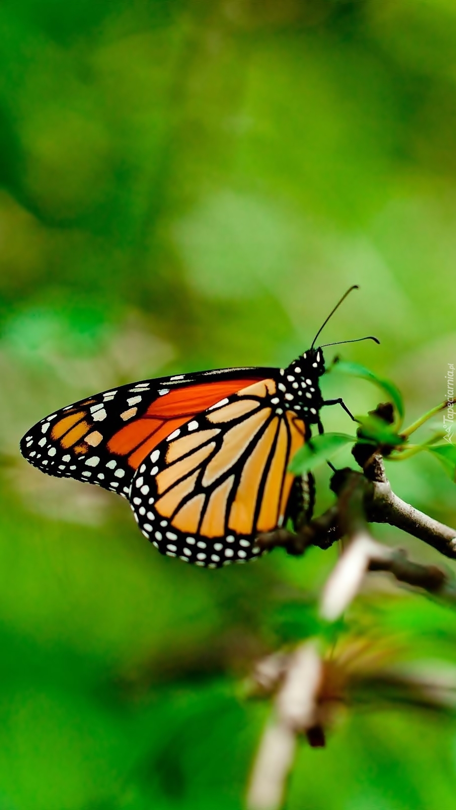 Motyl monarch na gałązce