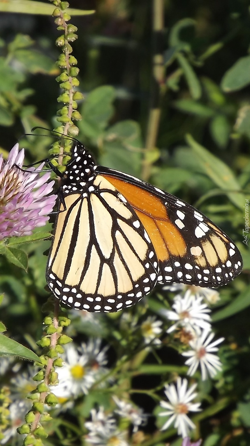 Motyl monarcha na kwiatku