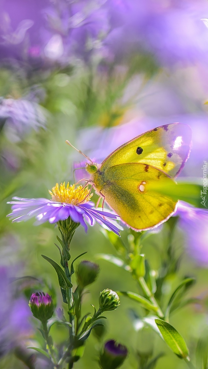 Motyl na astrach marcinkach