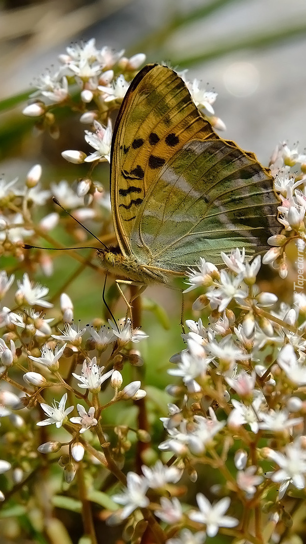 Motyl na białych lwiatkach