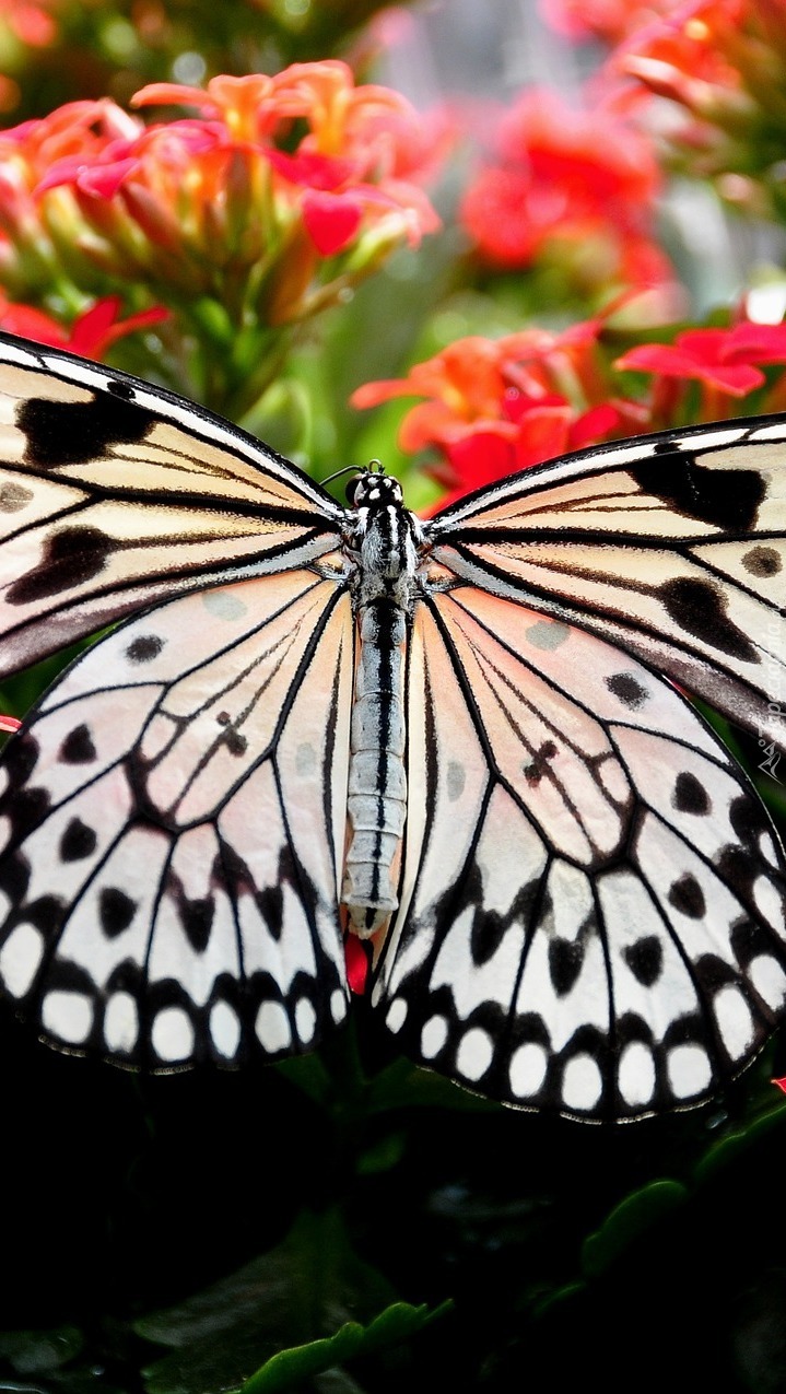 Motyl na czerwonych kwiatkach