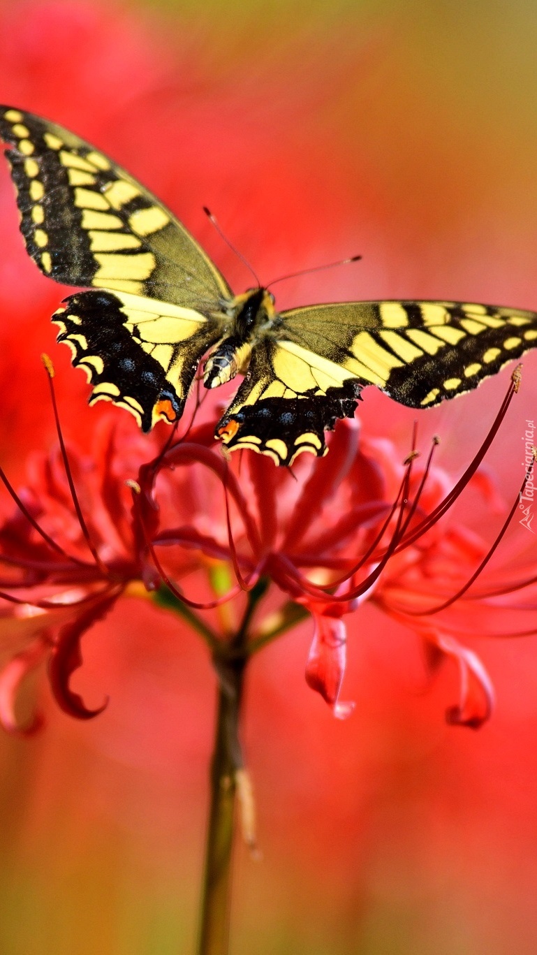 Motyl na czerwonym kwiatku