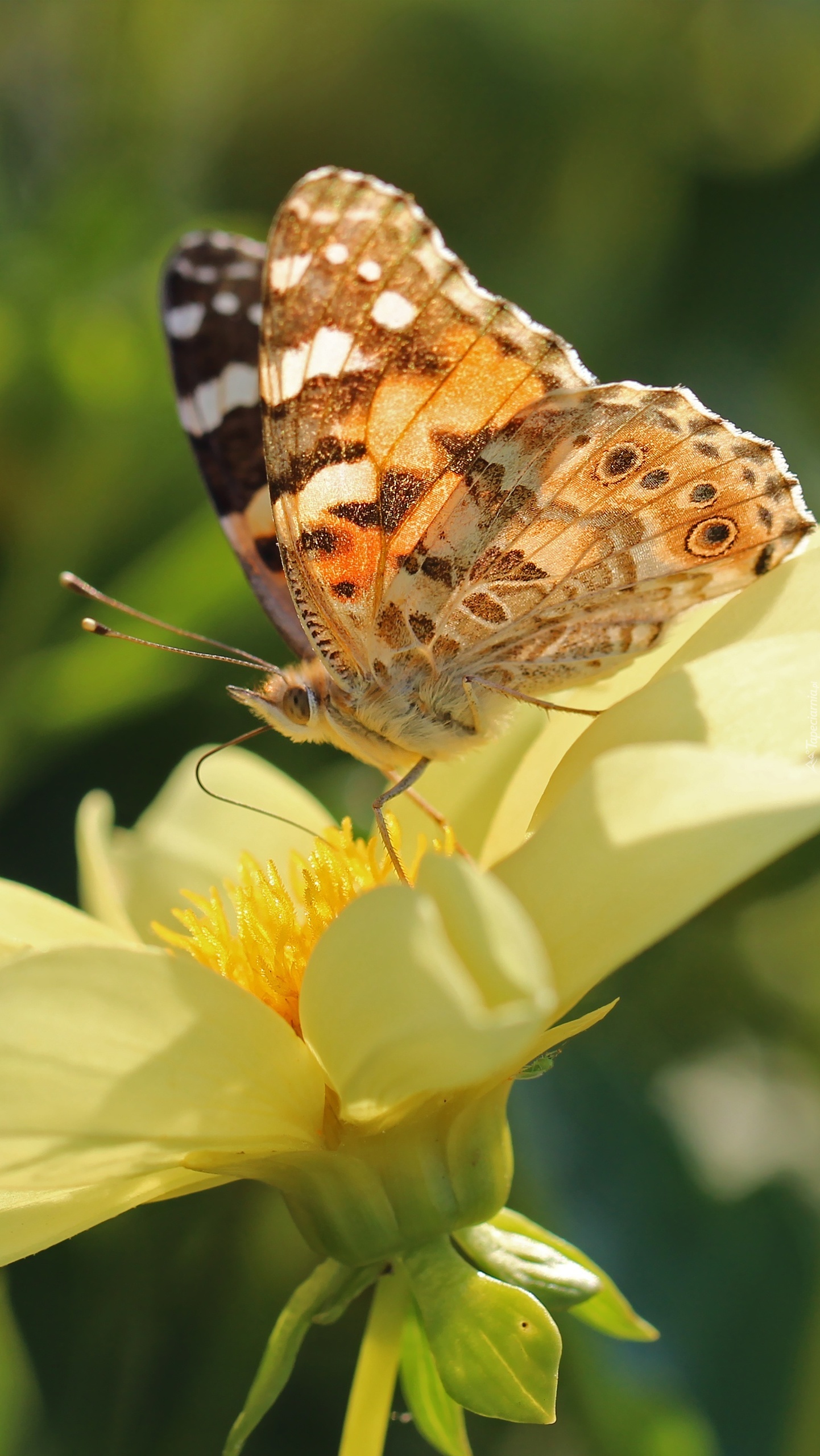 Motyl na dalii