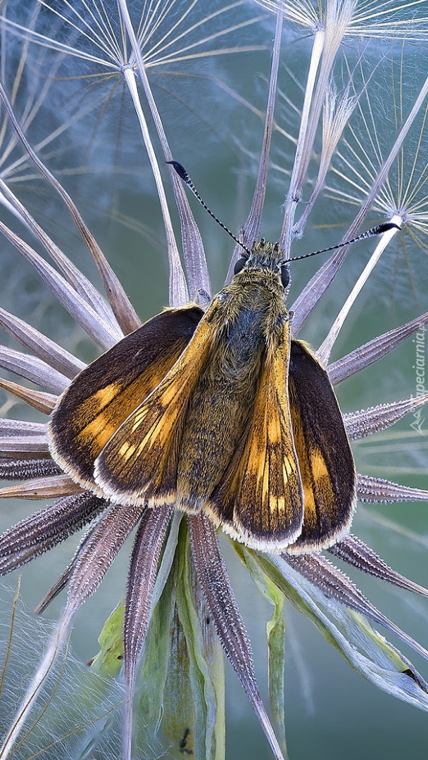 Motyl na dmuchawcu