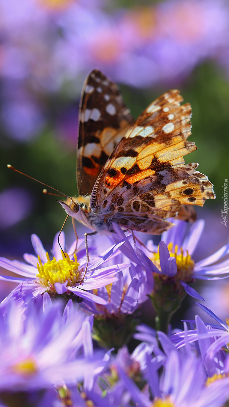 Motyl na fioletowych astrach