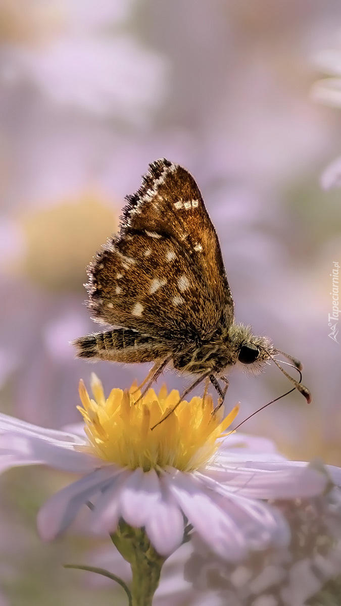 Motyl na fioletowym kwiatku