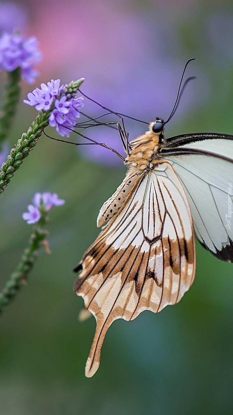 Motyl na fioletowym kwiatku
