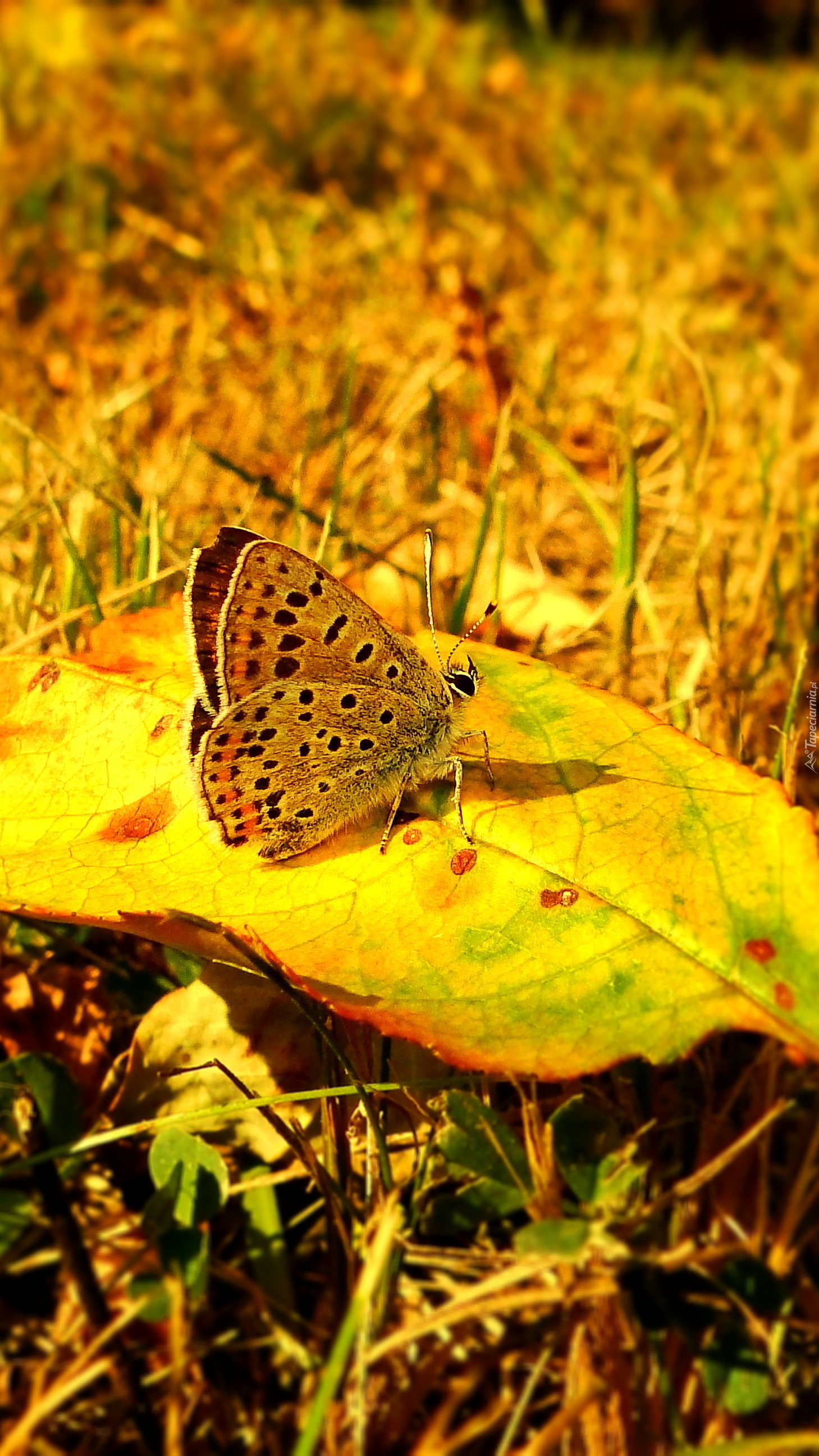Motyl na jesiennym liściu