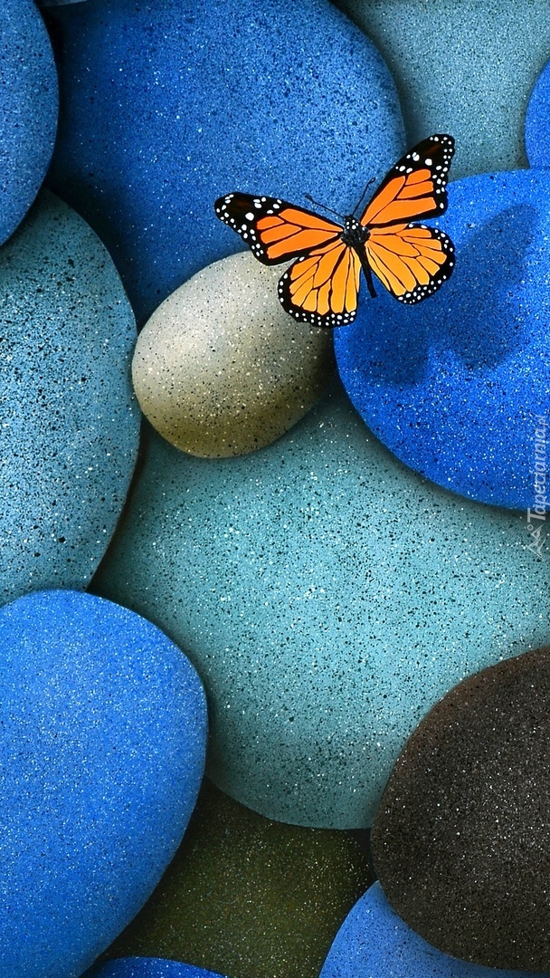 Motyl na kamieniach