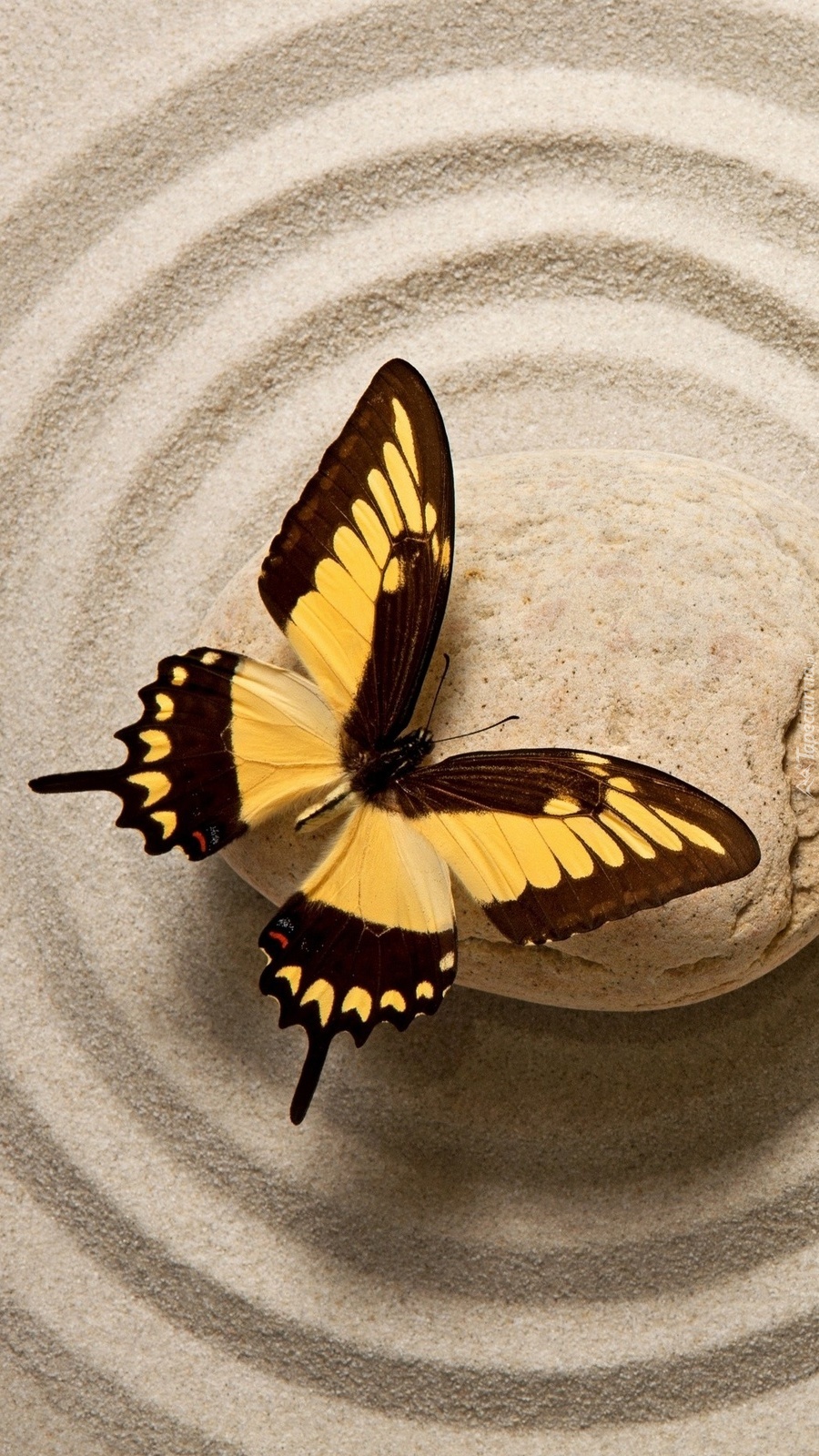Motyl na kamieniu