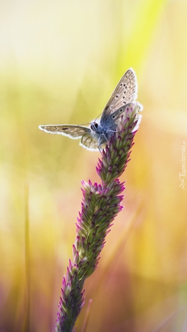 Motyl na kolorowym źdźble