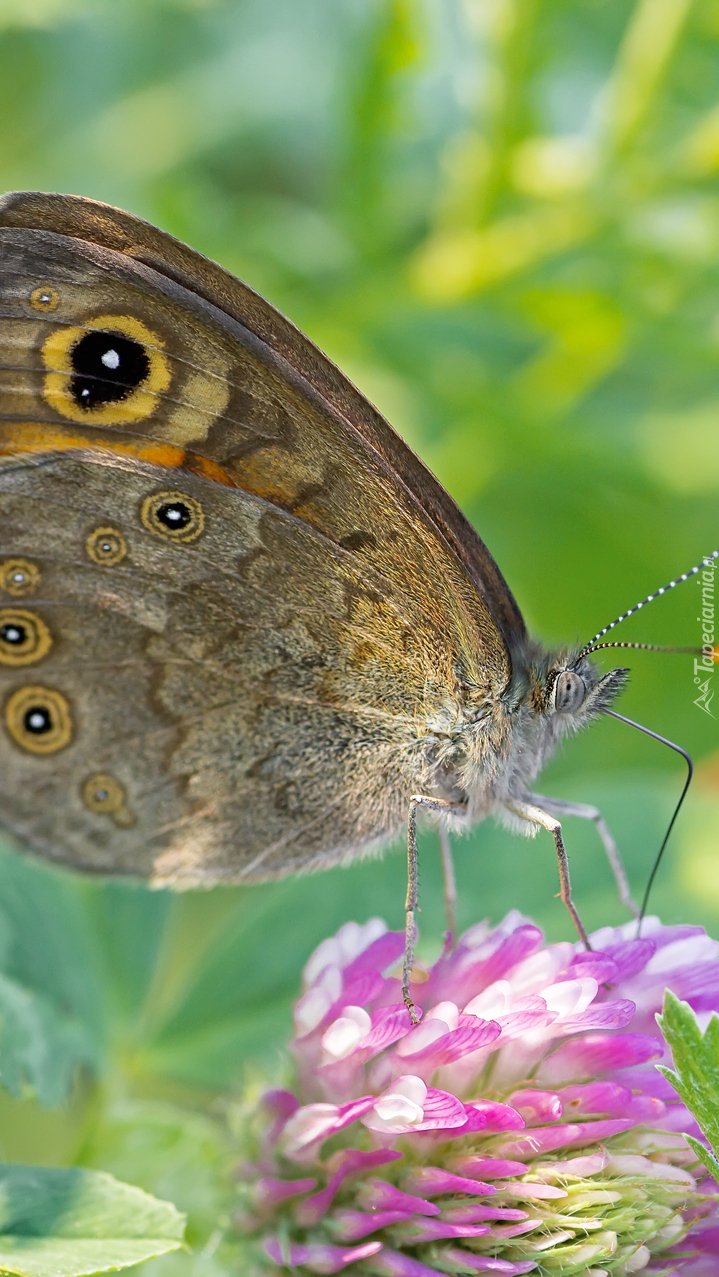 Motyl na koniczynie