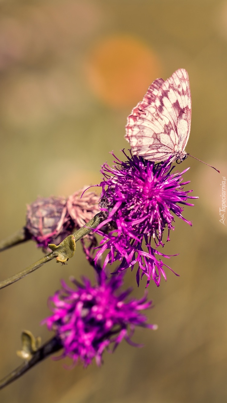 Motyl na kwiatach