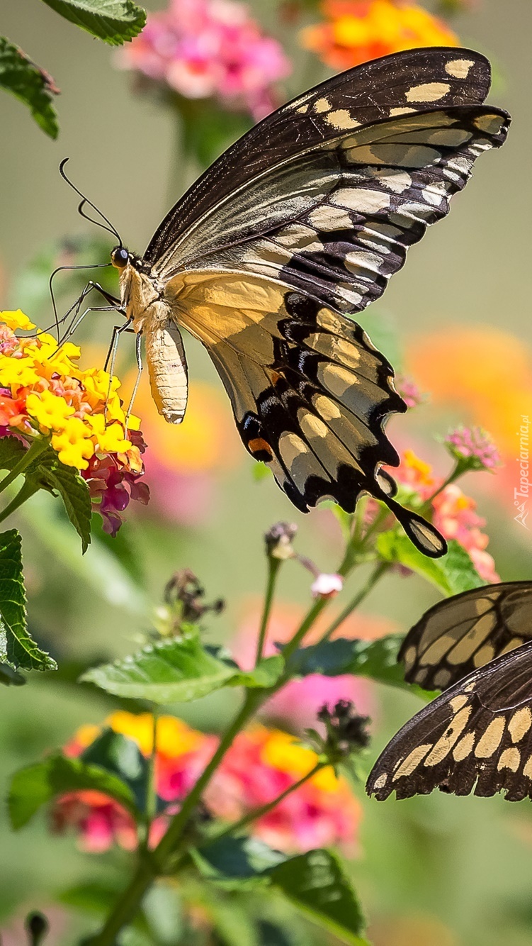 Motyl na kwiatach