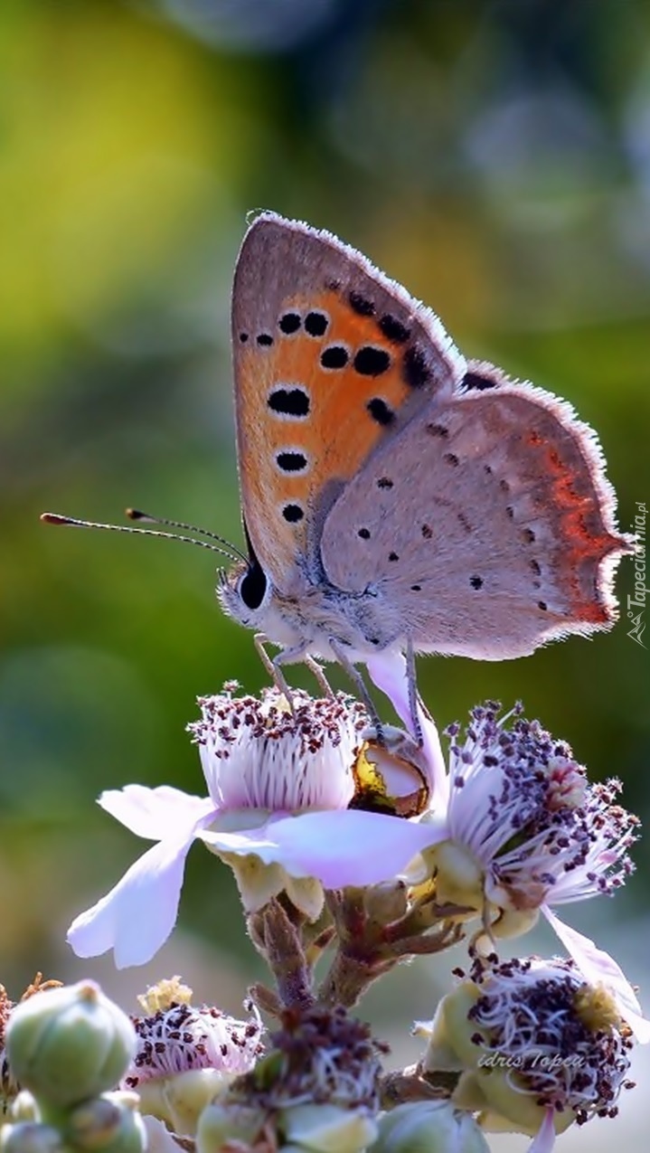 Motyl na kwiatach