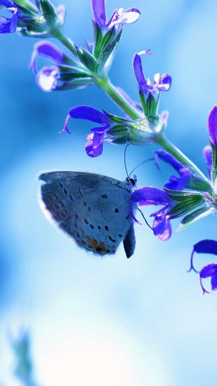 Motyl na kwiatku