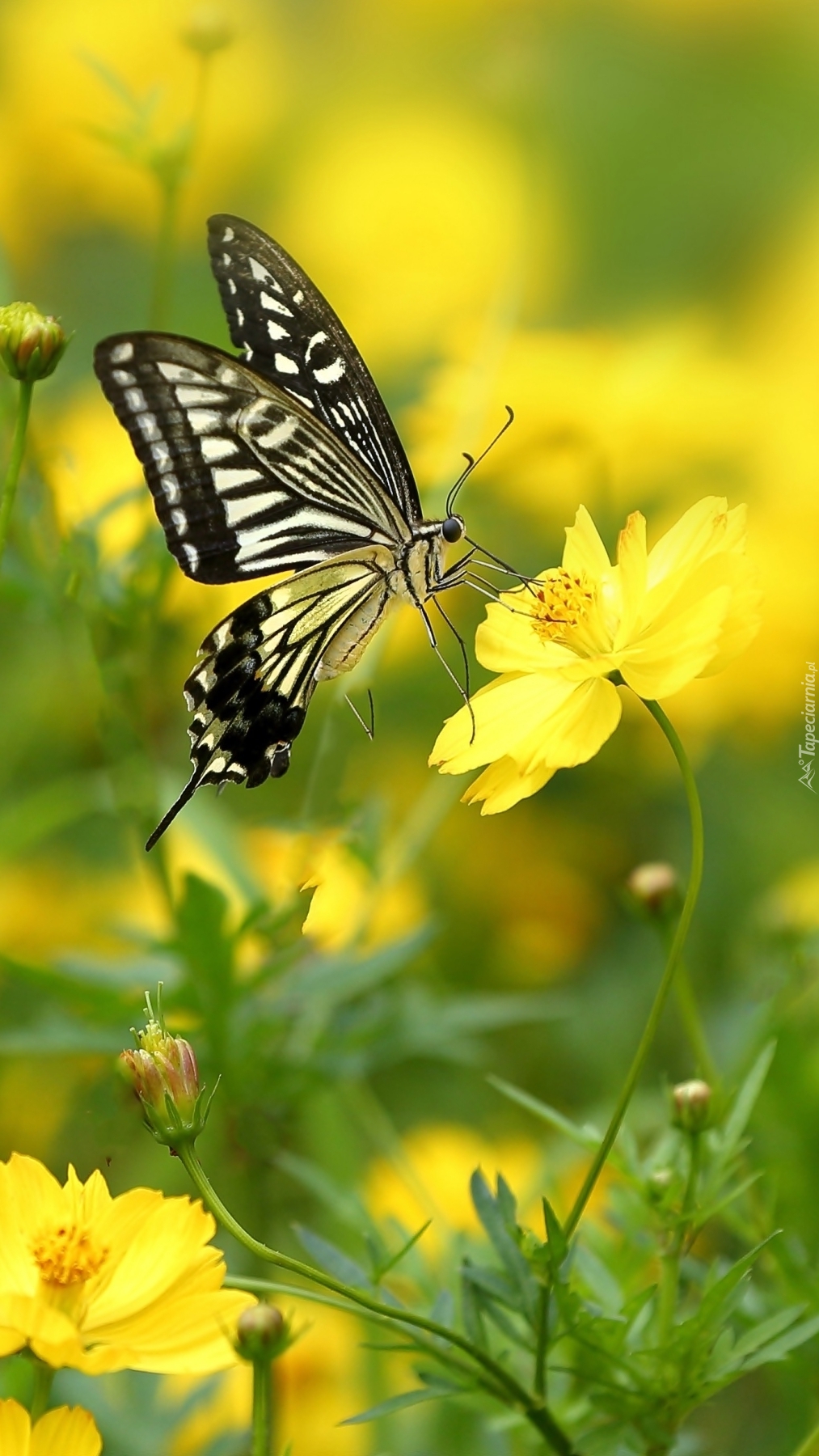 Motyl na kwiatku