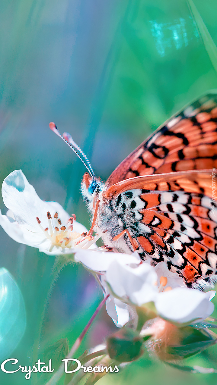 Motyl na kwiatku