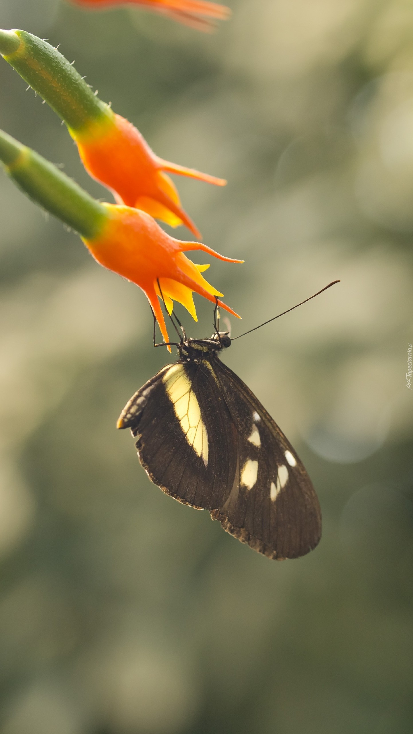 Motyl na kwiatku