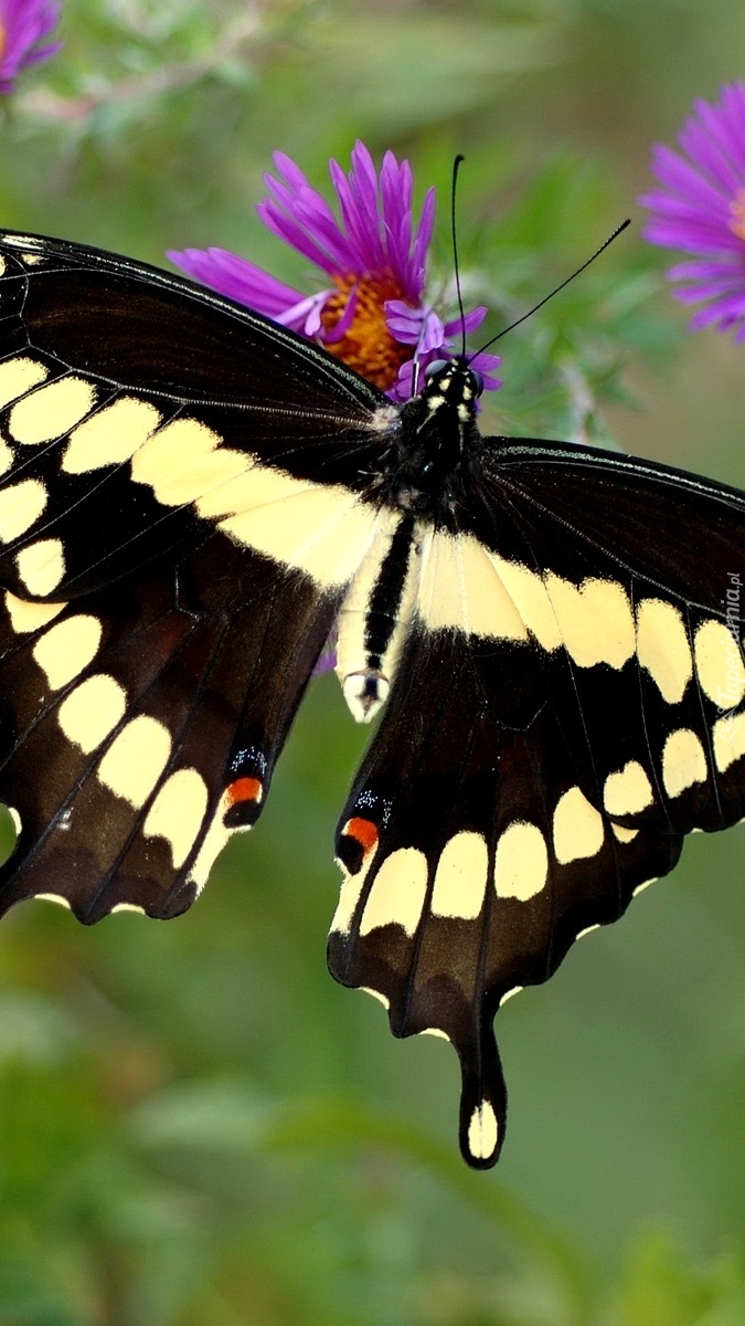 Motyl na kwiatku