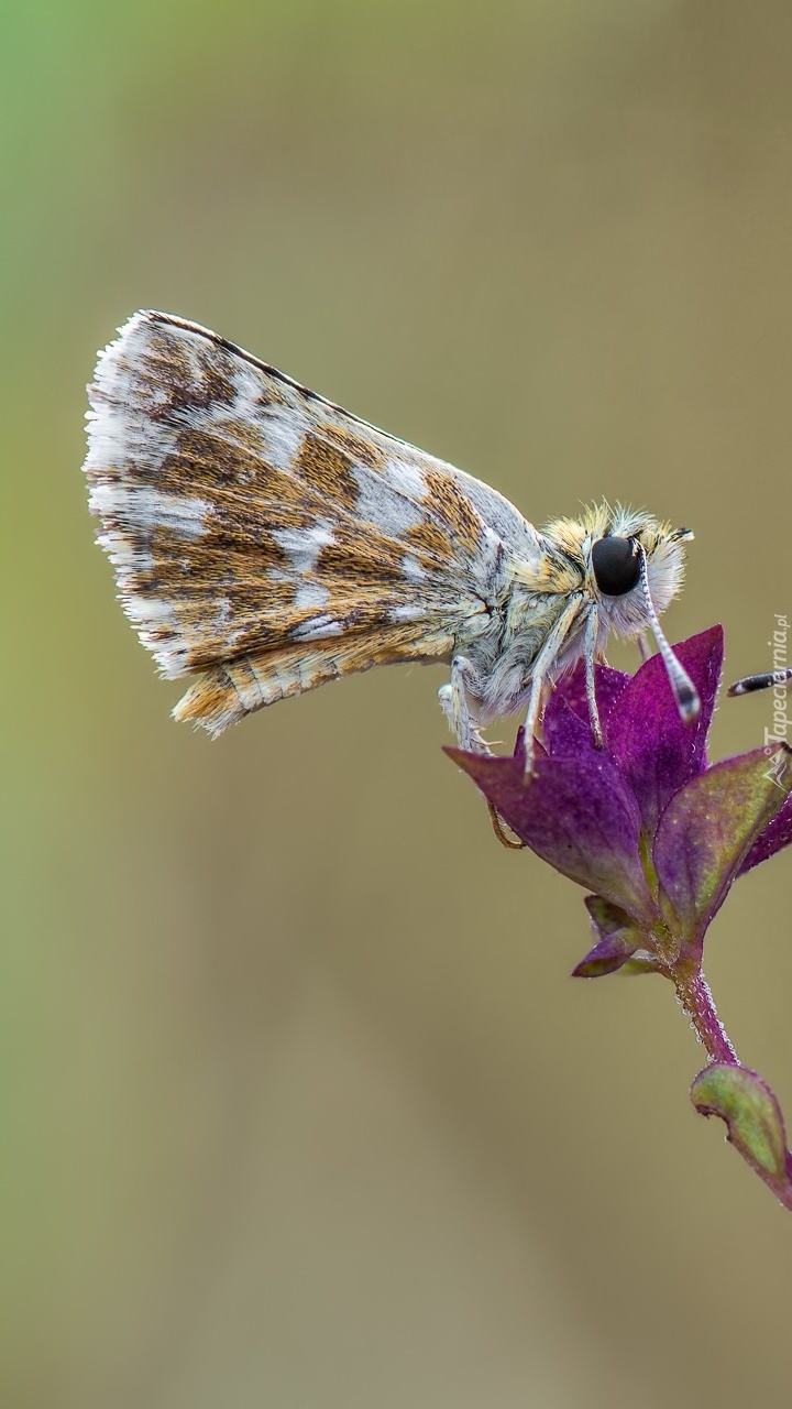 Motyl na kwiatku