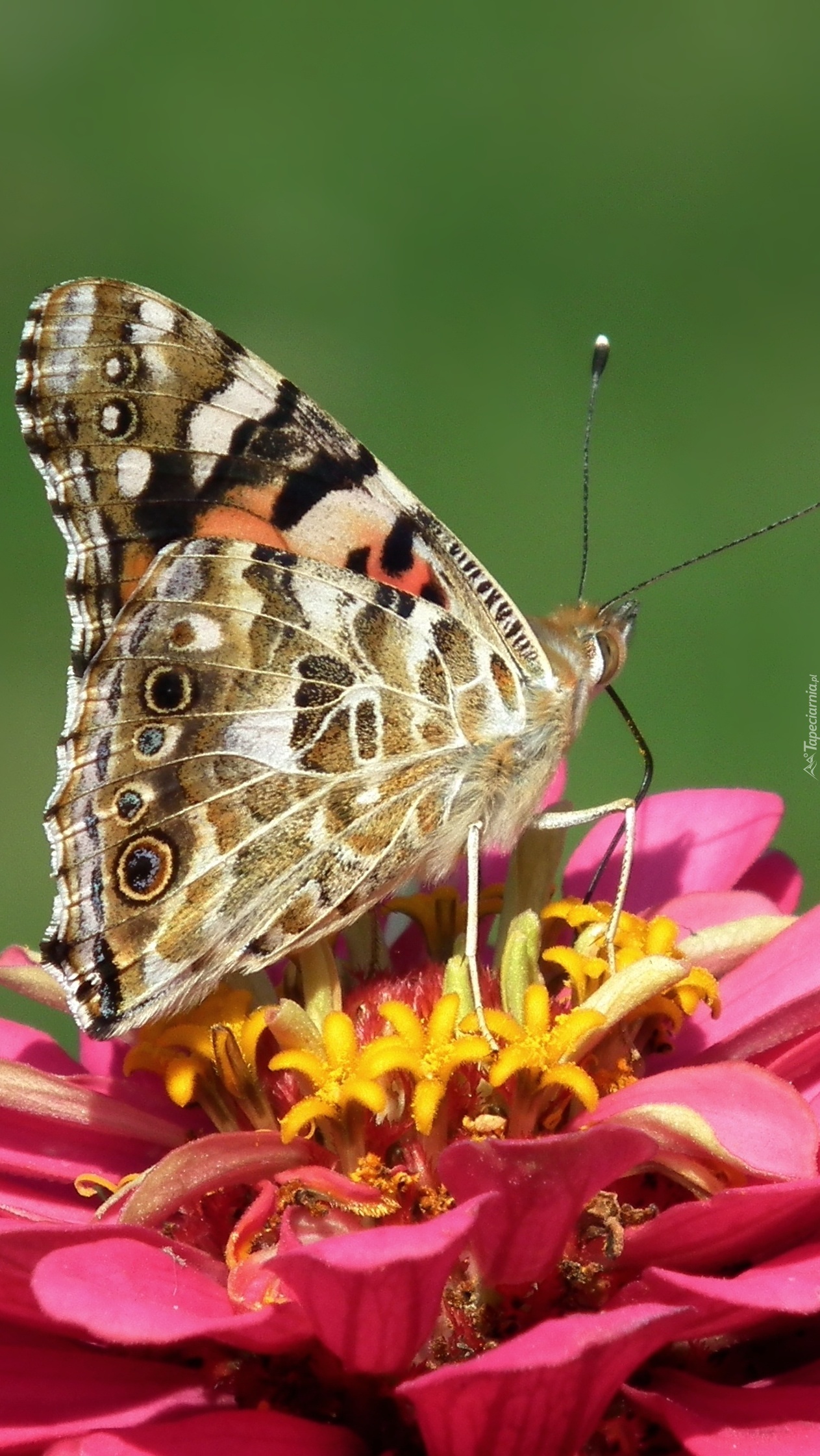 Motyl na kwiatku cynii