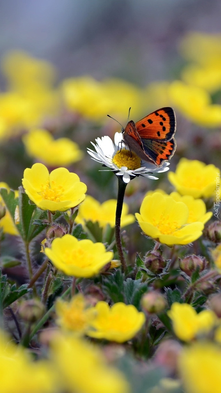 Motyl na kwiatku