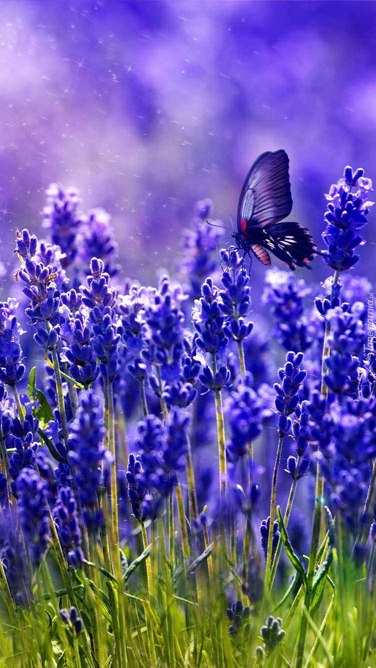 Motyl na lawendzie