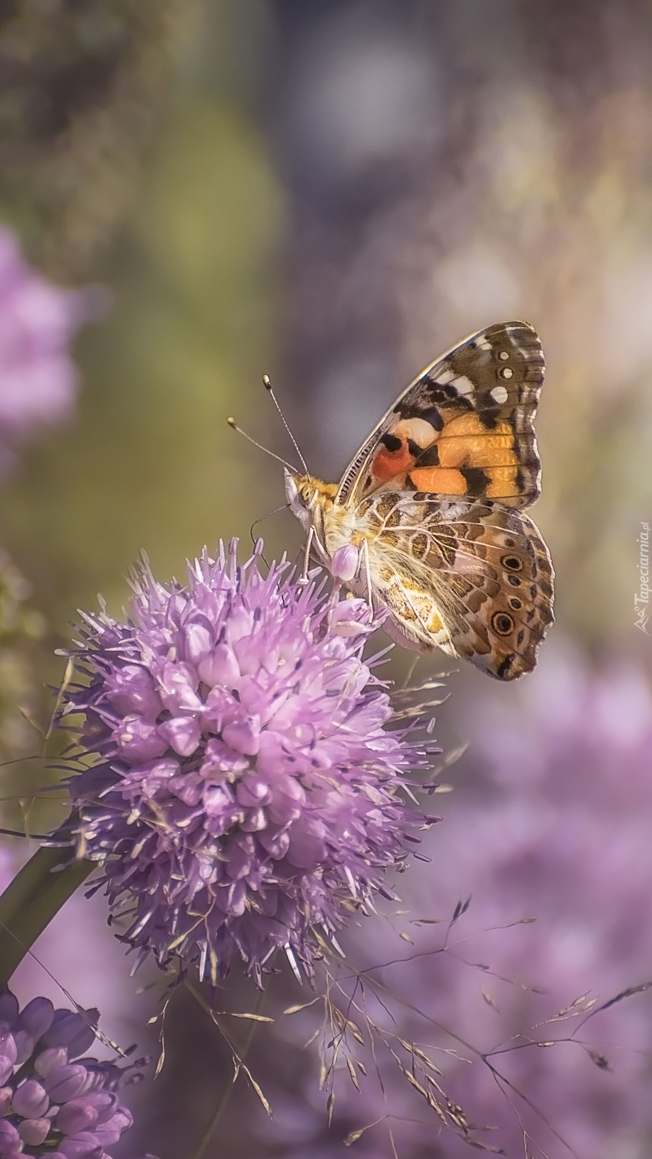 Motyl na liliowym kwiatku