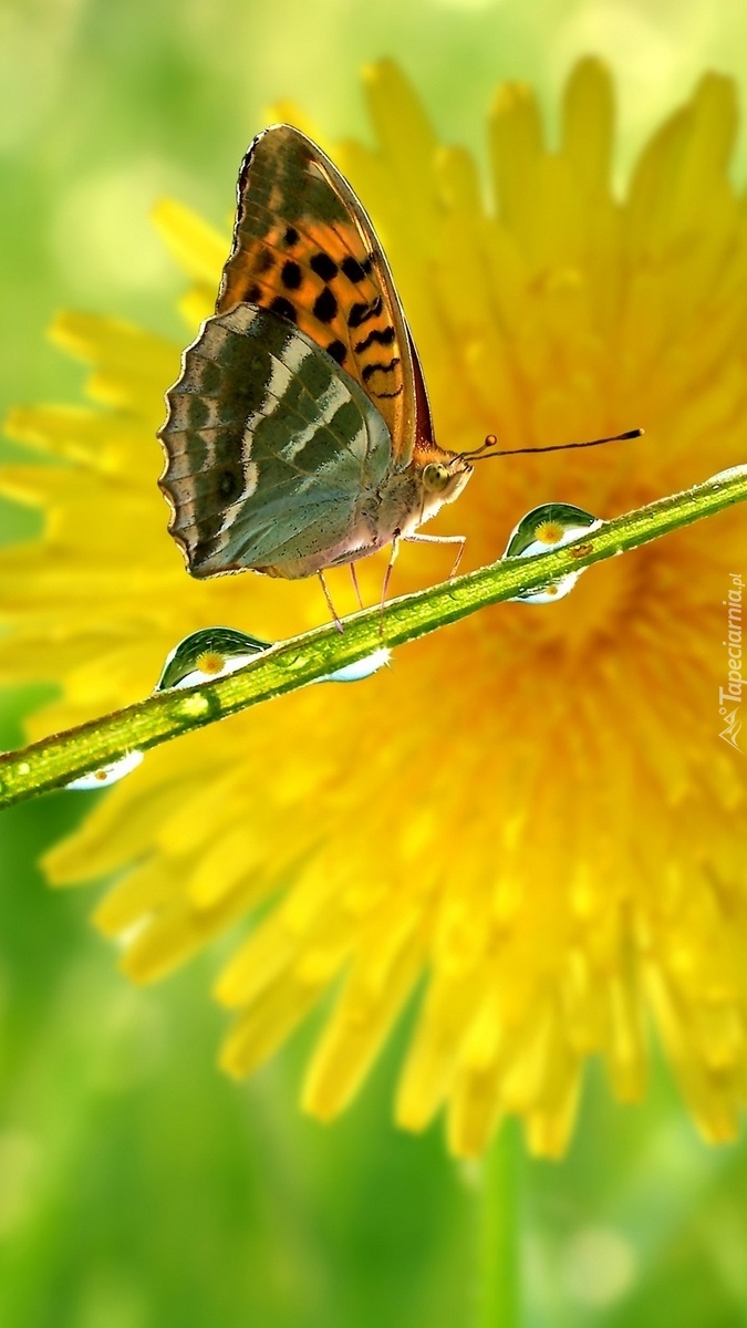 Motyl na łodyżce w kroplach wody