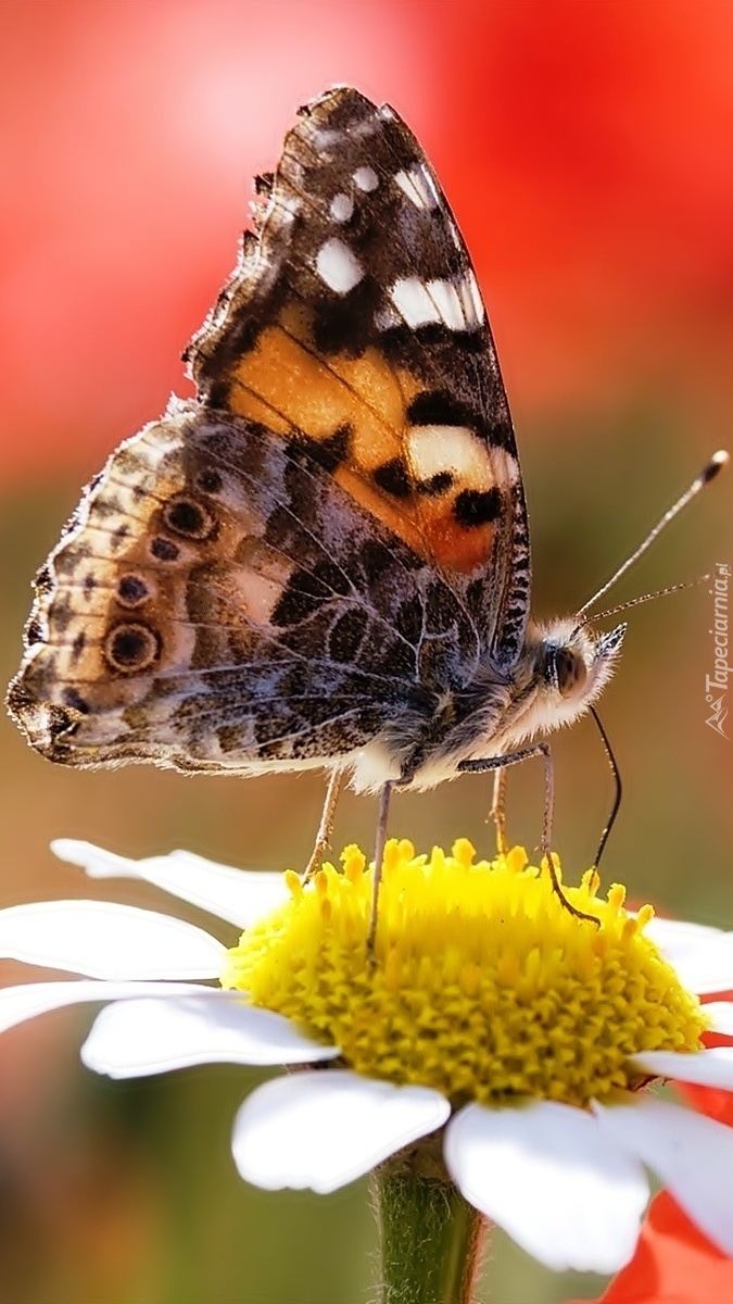 Motyl na margerytce