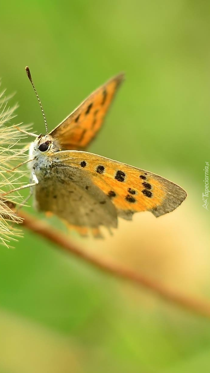 Motyl na mniszku