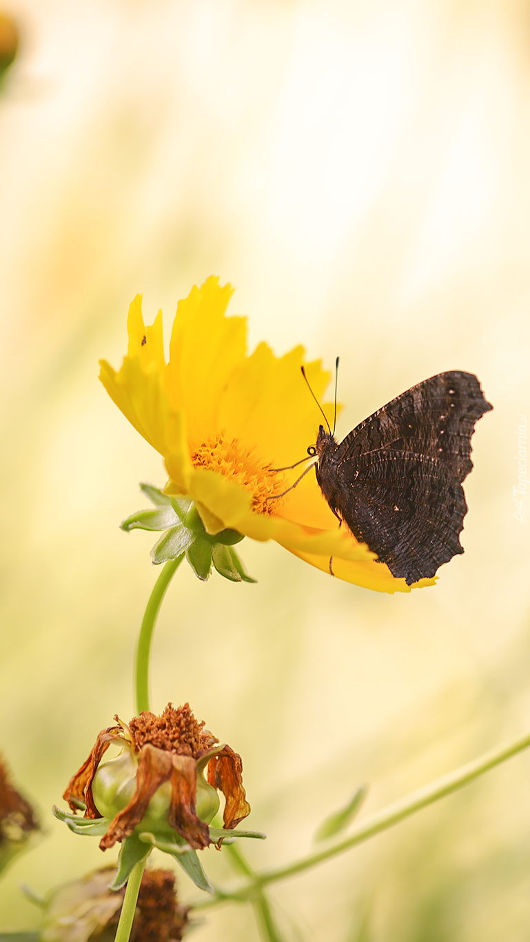 Motyl na nachyłku