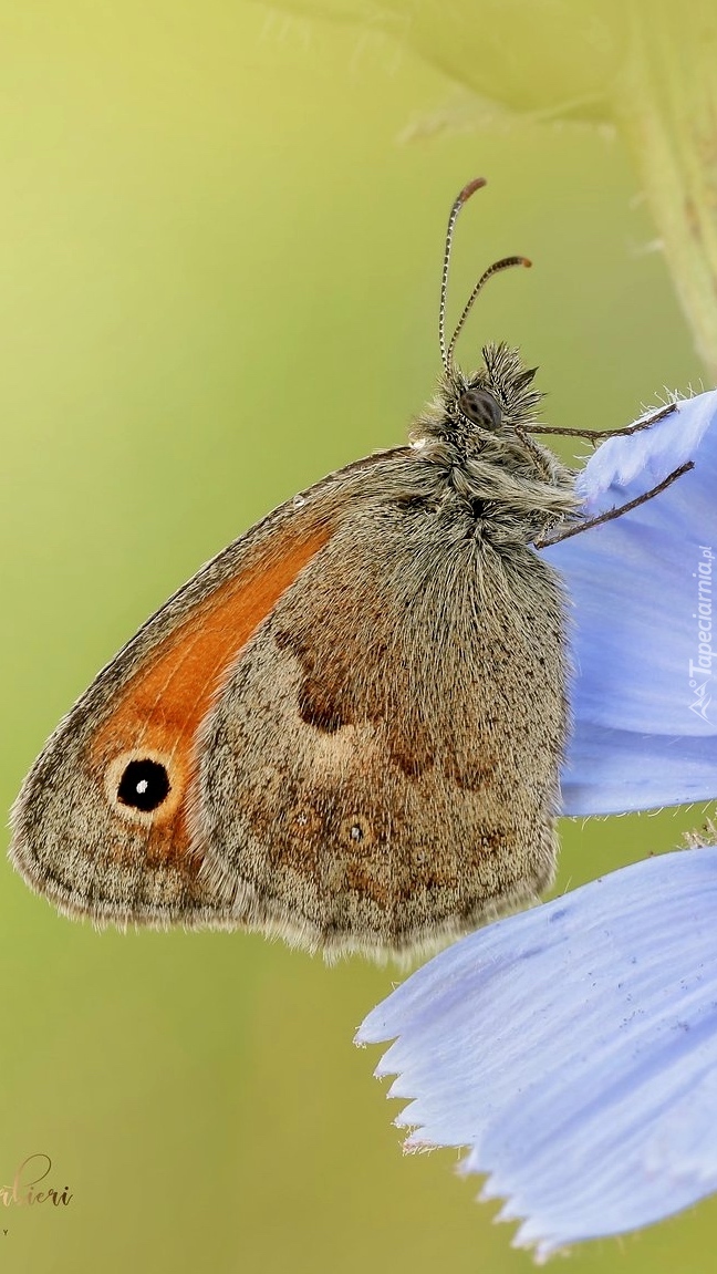 Motyl na niebieskim kwiatku