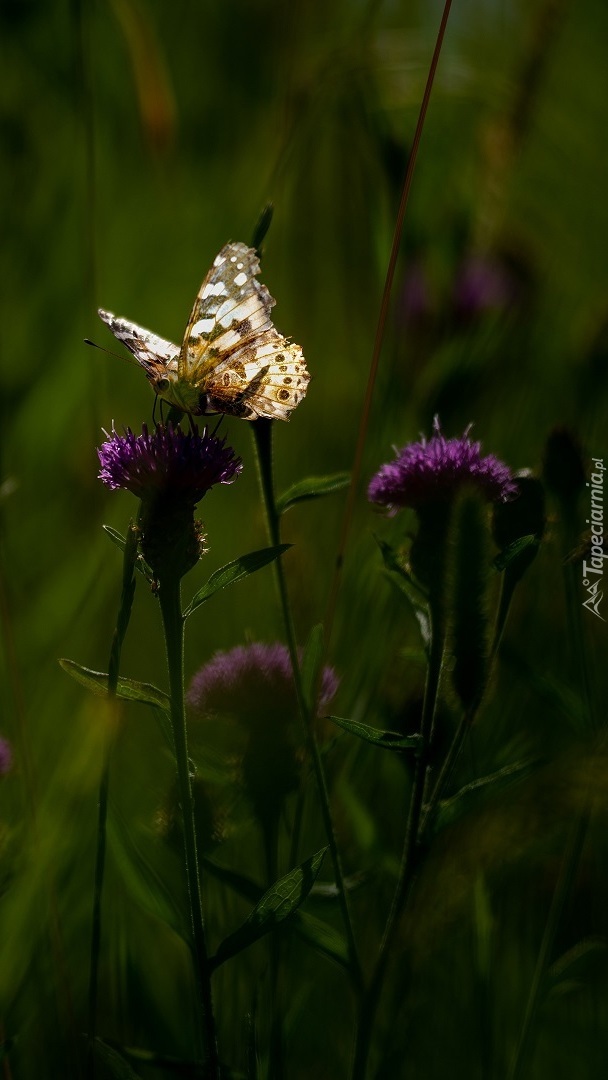 Motyl na ostrożniu