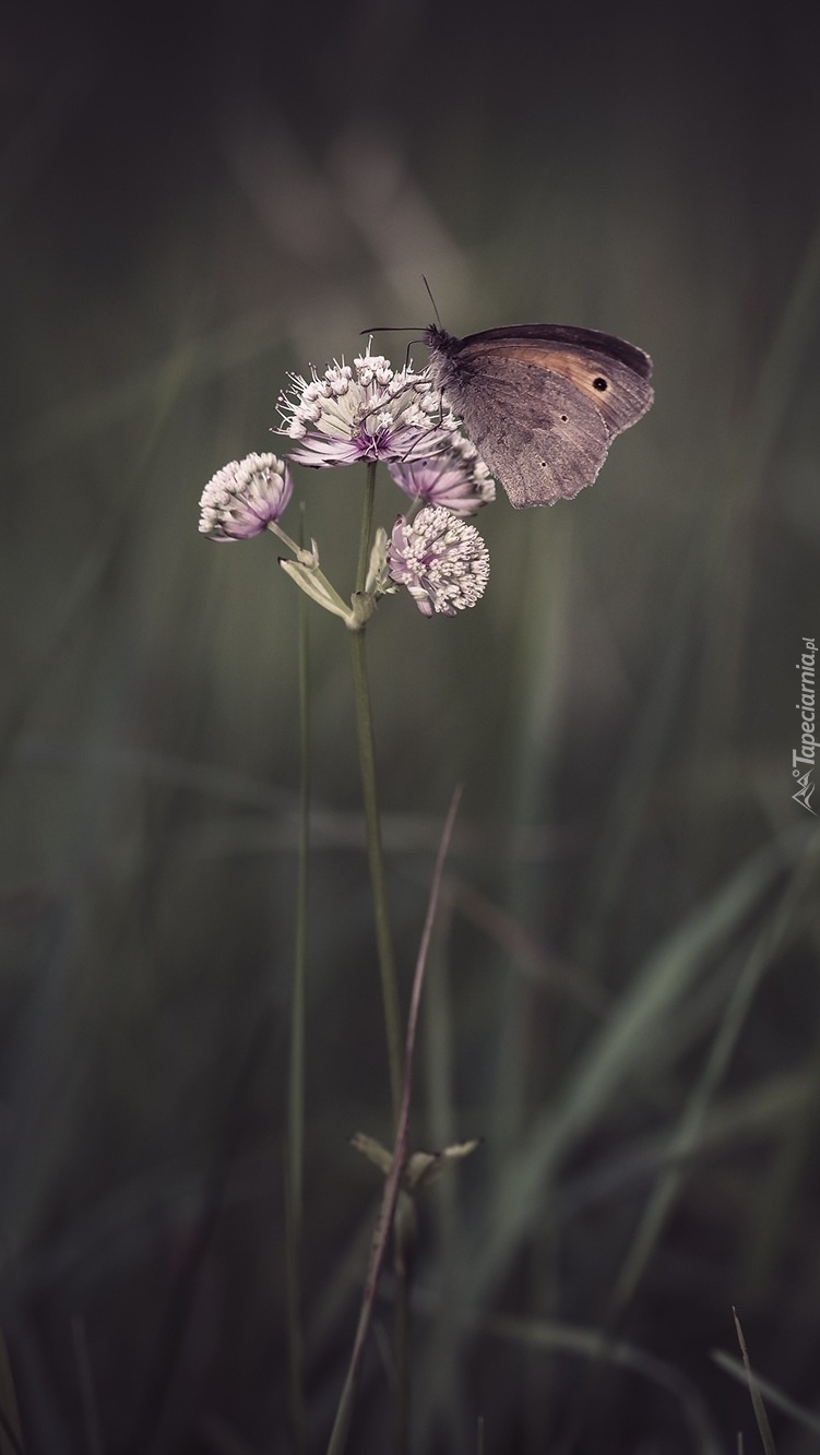 Motyl na polnej roślinie