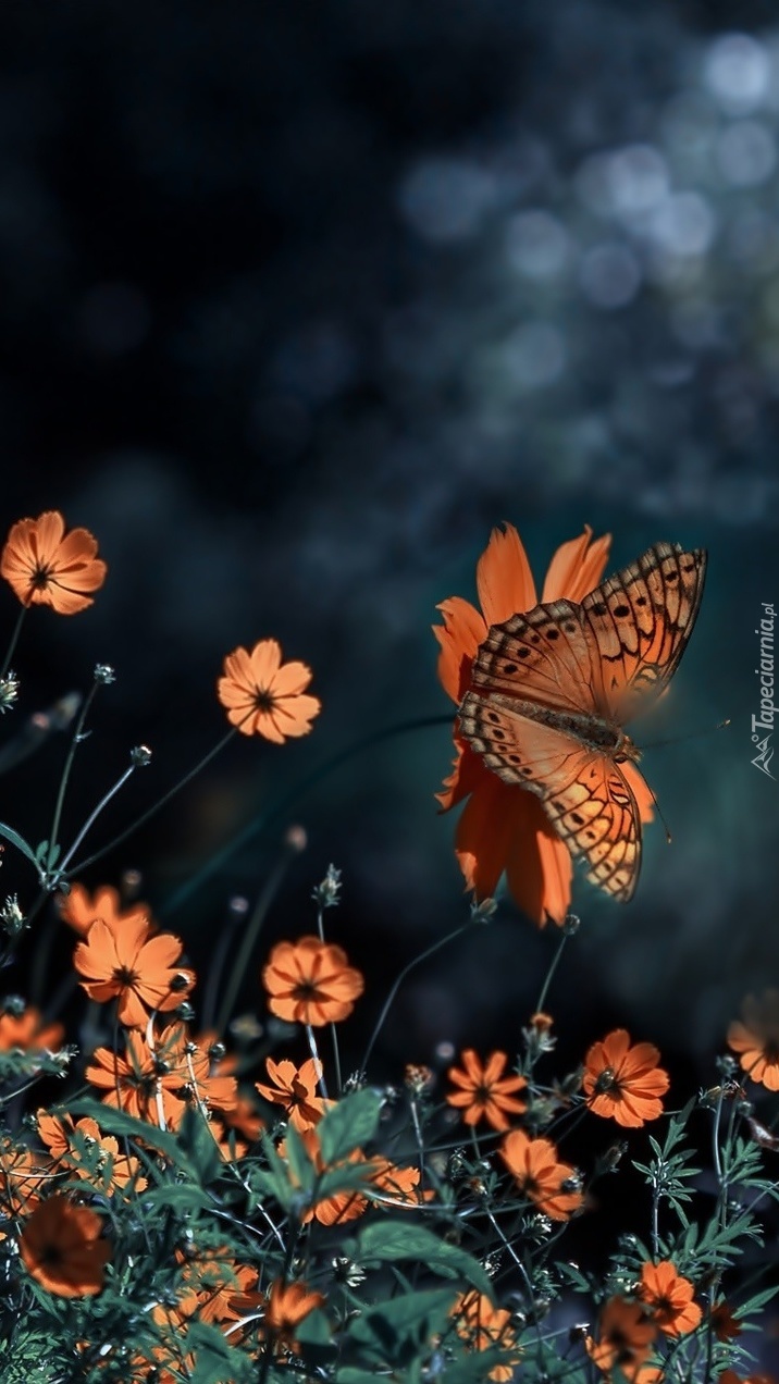 Motyl na pomarańczowych kwiatach