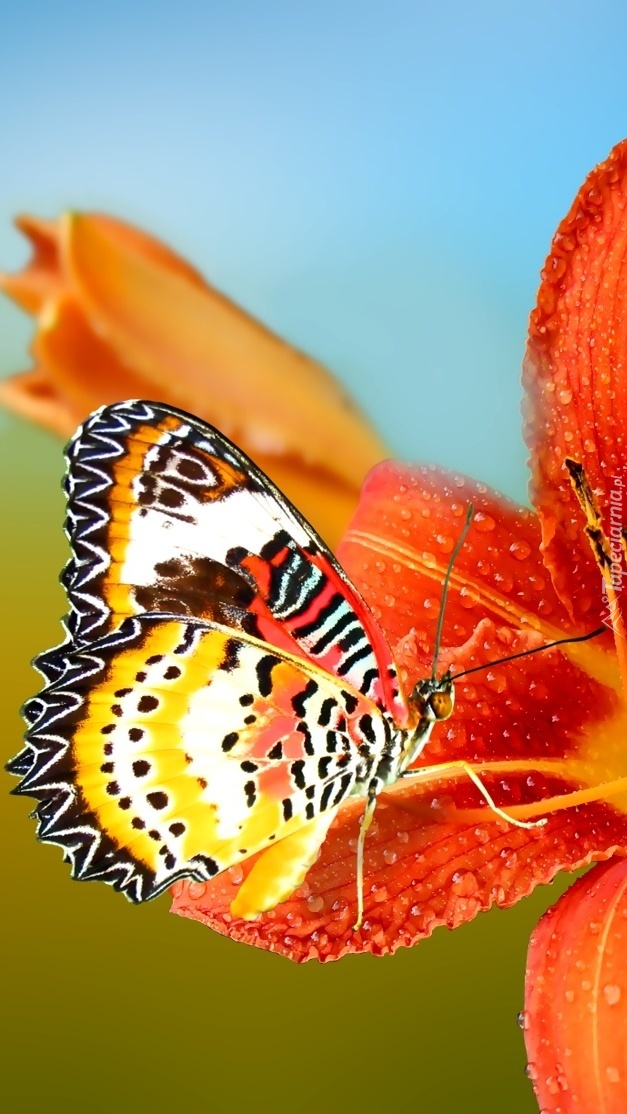 Motyl na pomarańczowym liliowcu