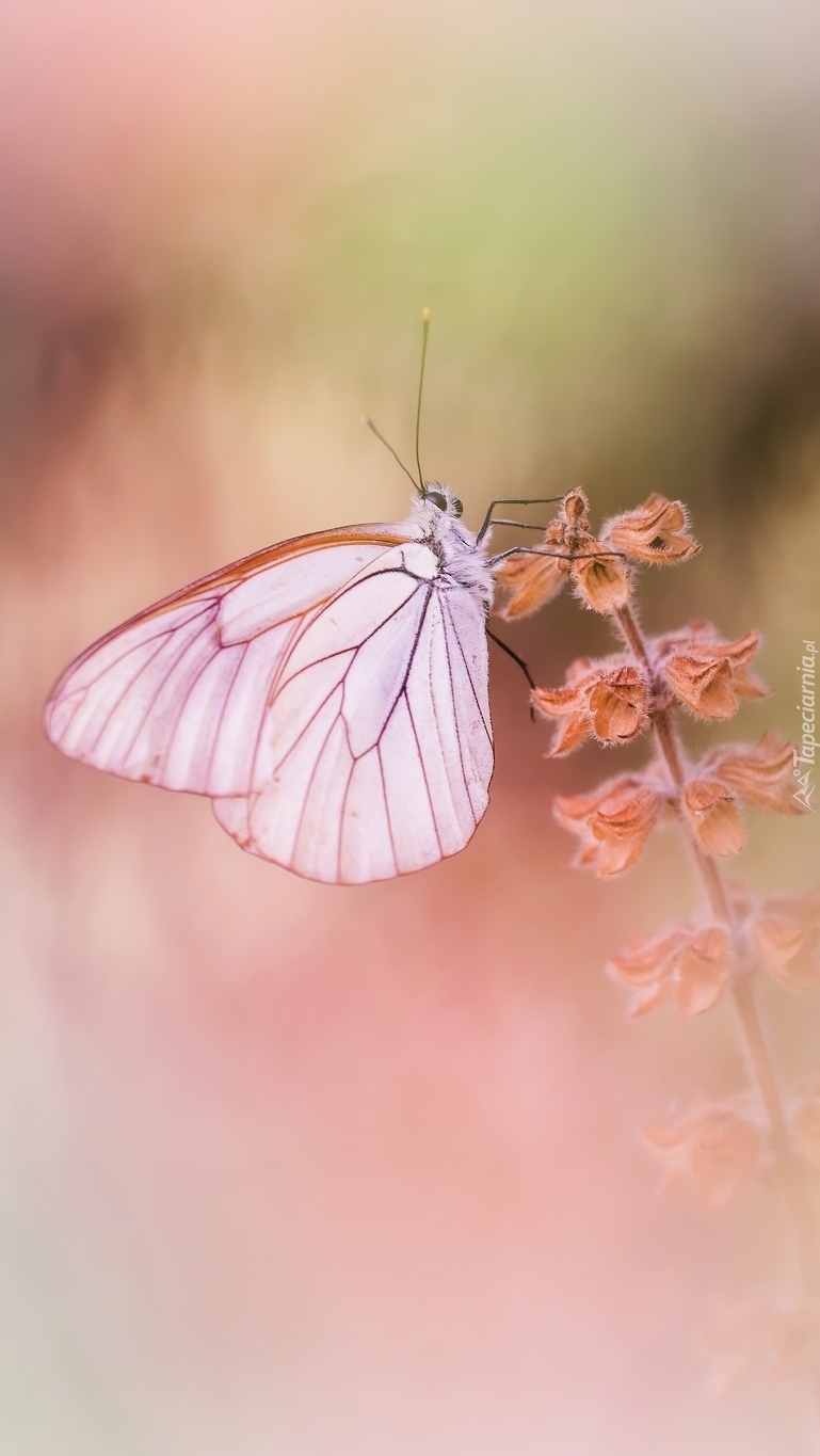 Motyl na roślince