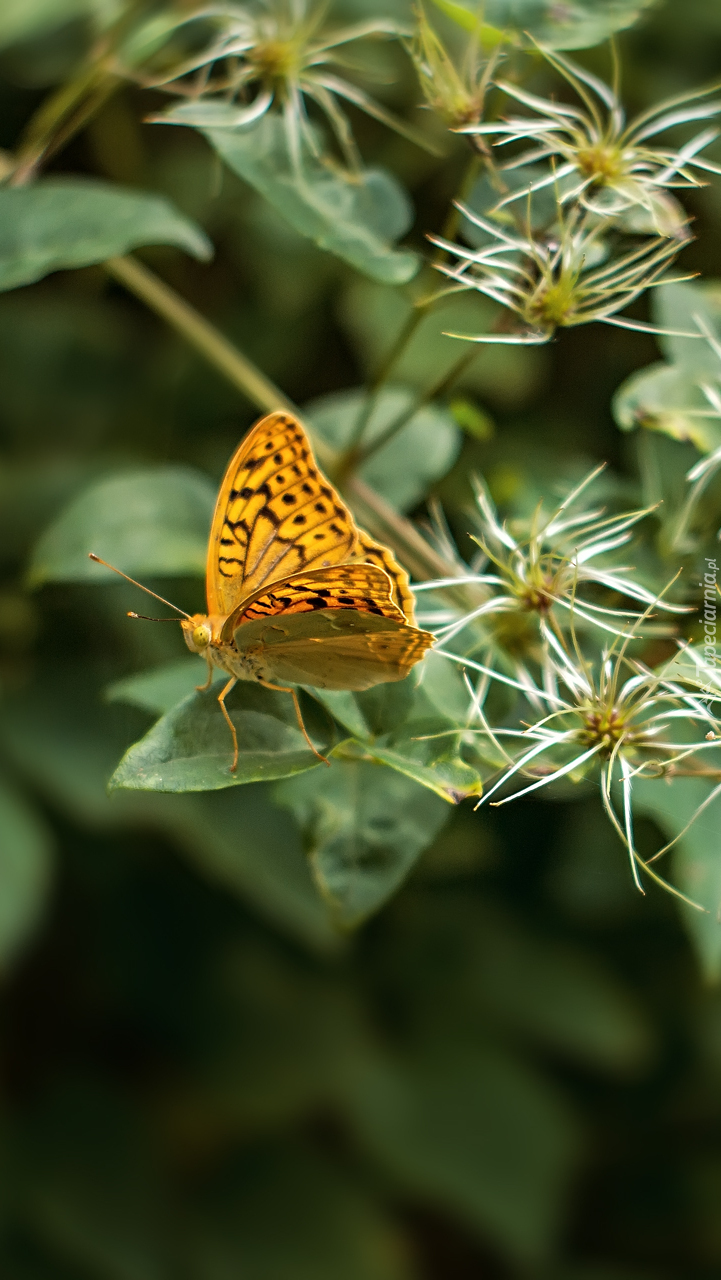 Motyl na roślinie