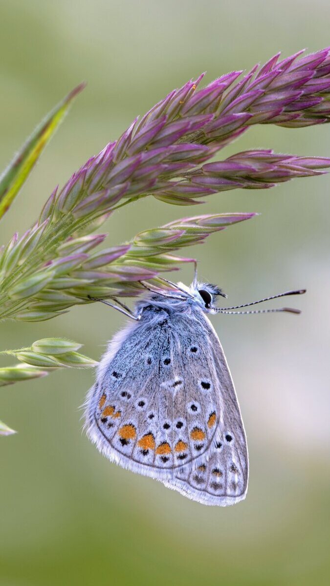 Motyl na roślinie