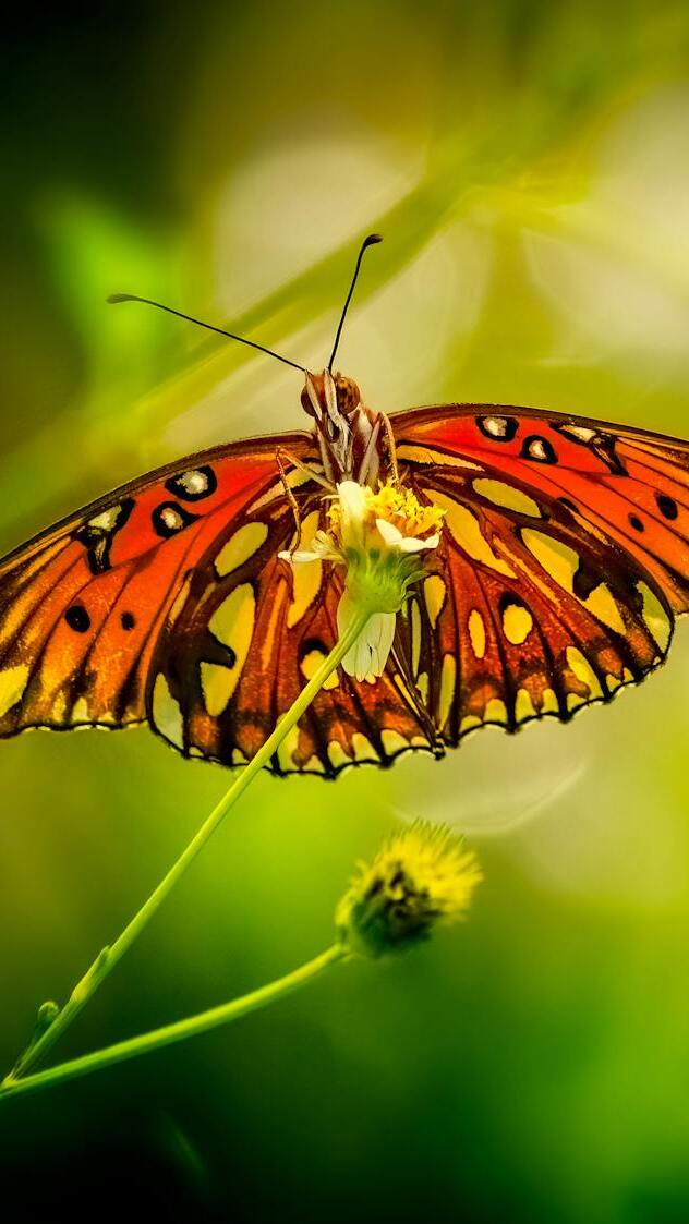 Motyl na roślinie w zbliżeniu
