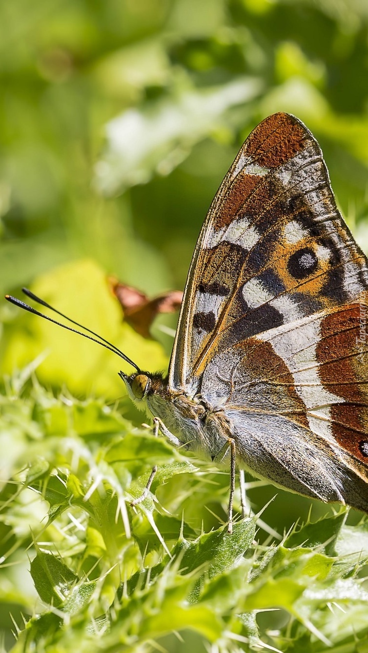 Motyl na roślinie