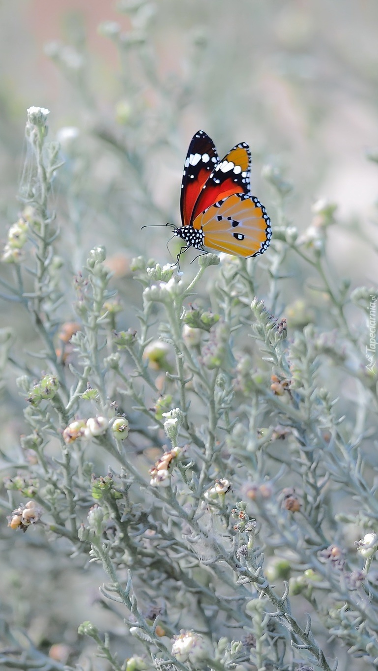 Motyl na roślinkach