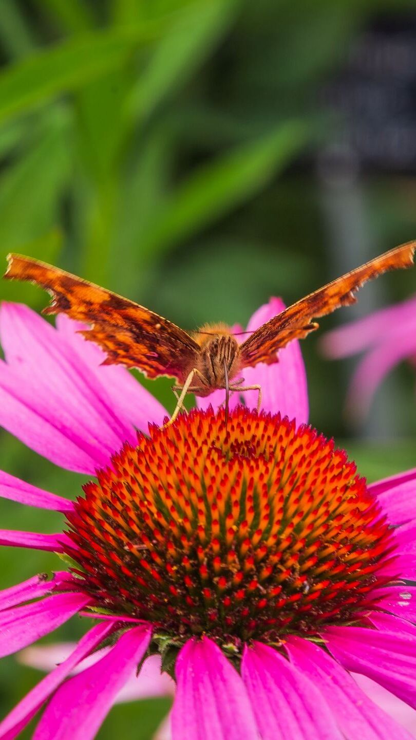 Motyl na różowej jeżówce w zbliżeniu