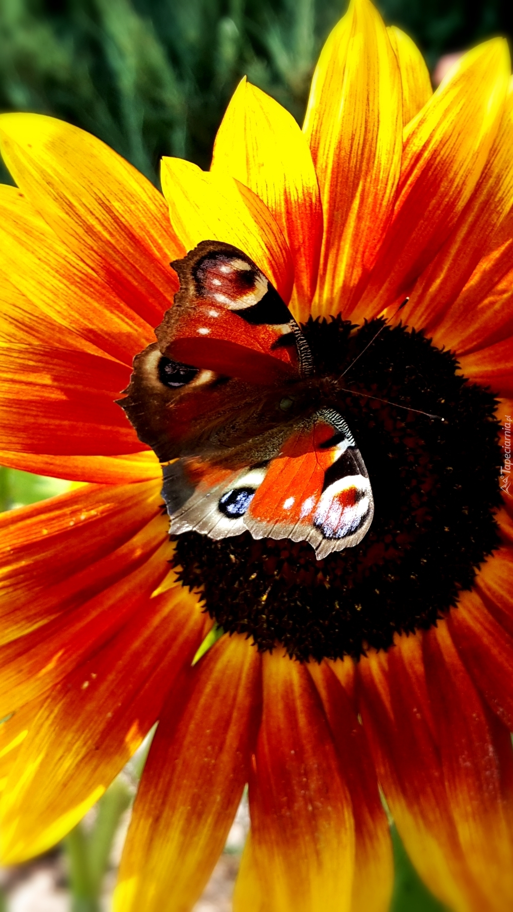 Motyl na słoneczniku
