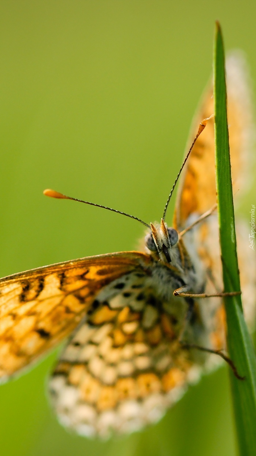 Motyl na trawce