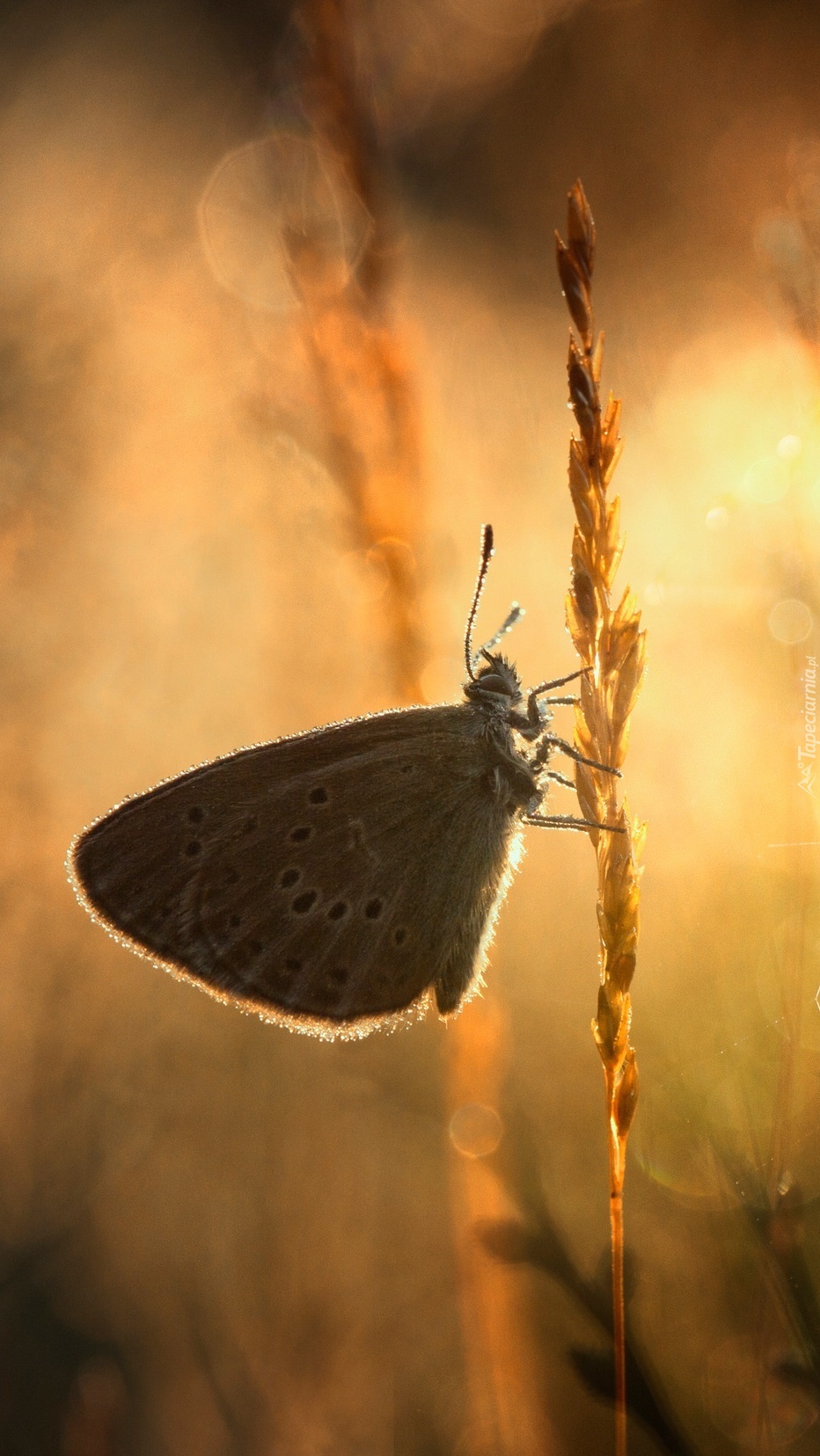 Motyl na trawie