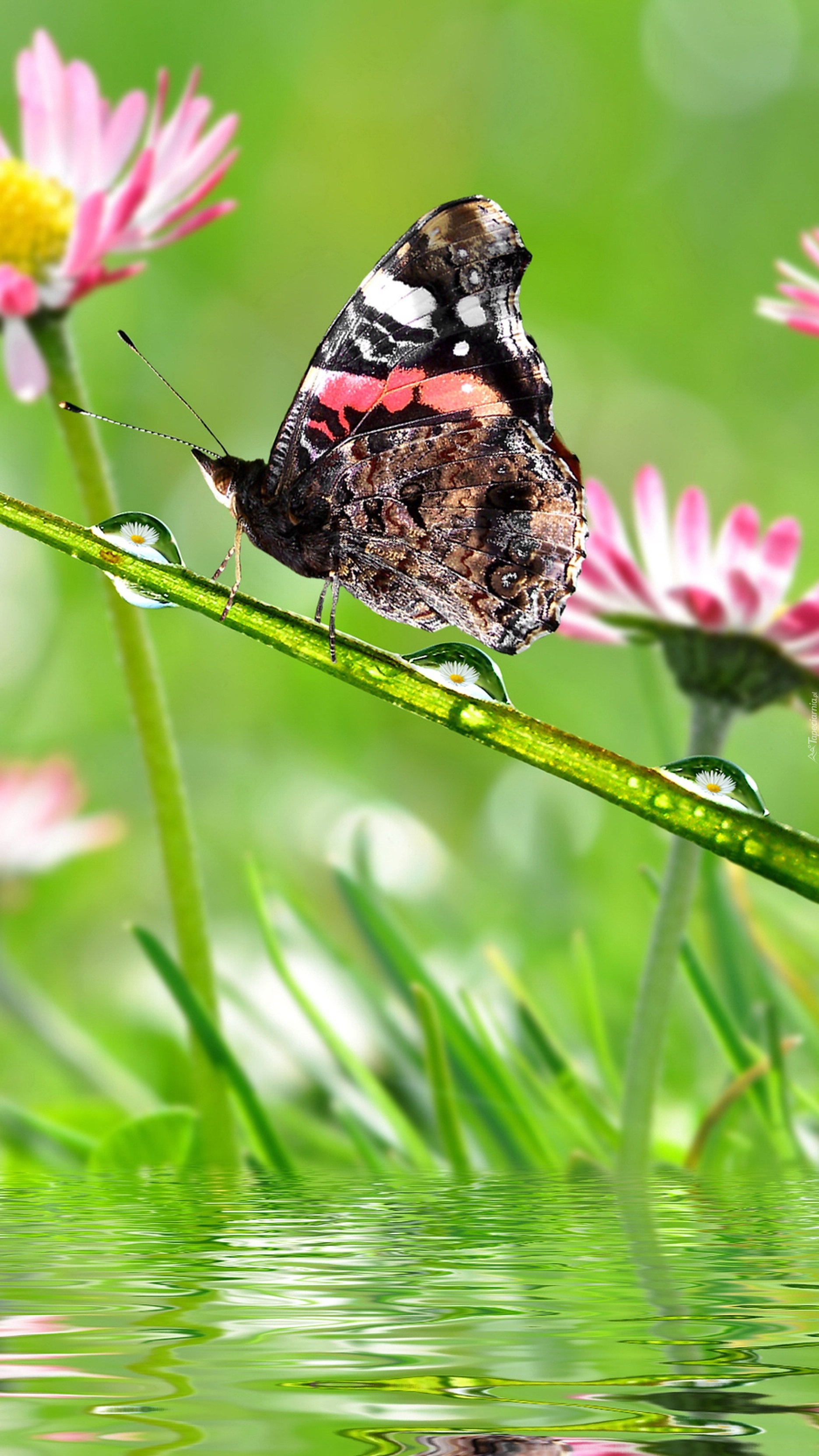 Motyl na trawie w kroplach rosy